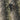Close-up of a nun picking grapes and placing them in a woven basket. Vineyard Confession